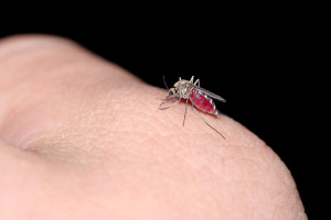 This is a female mosquito after biting a human for it's blood meal.