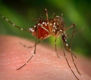 mosquitoes are the deadliest animals