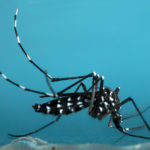 mosquitoes pose huge EEE threat in MA
