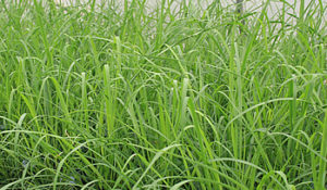 lemongrass is not a mosquito control solution
