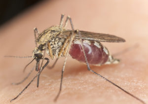 Burlington MA mosquito control