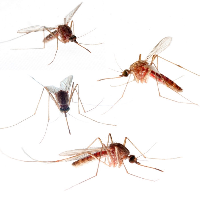 EEE mosquitoes in Massachusetts