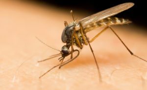 Sudbury MA mosquito control