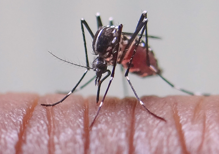 Aedes aegypti mosquito can be deadly