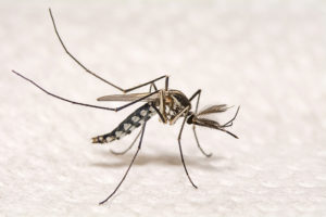 Zika mosquito Zika cases 2020