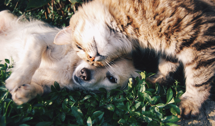Can cats get heartworms from dogs?