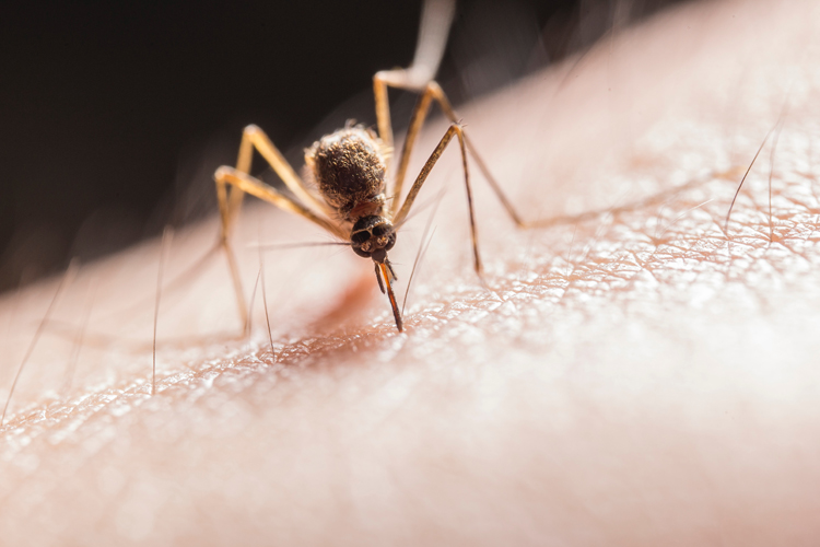 When is mosquito season?