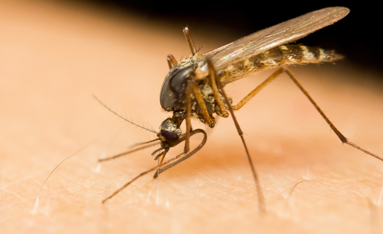 Culex mosquitoes are responsible for the spread of West Nile virus
