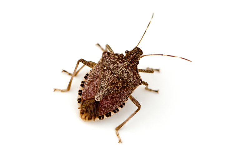 Stink bugs are out in Massachusetts.