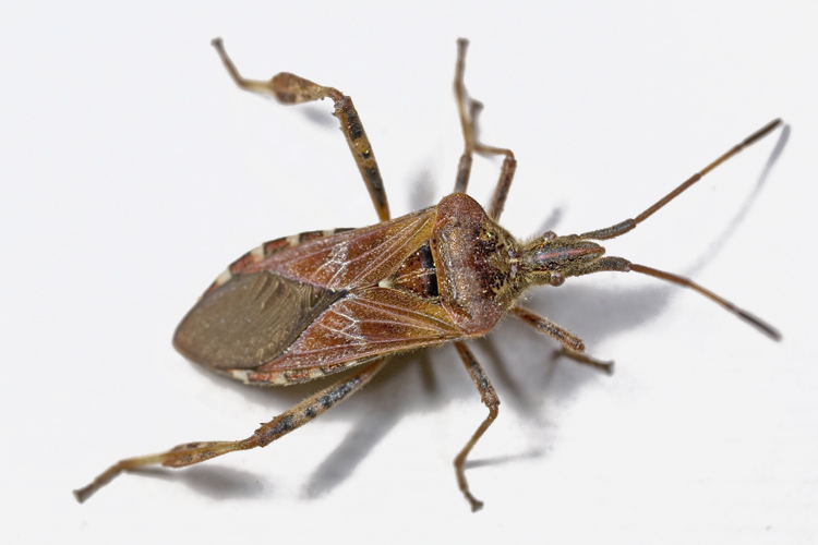 Western Conifer Seed Bugs are also in Massachusetts.