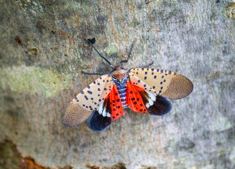 Why are spotted lanternflies so bad?