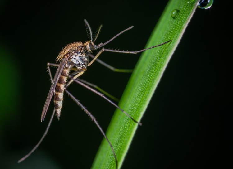 What causes increased mosquito population?