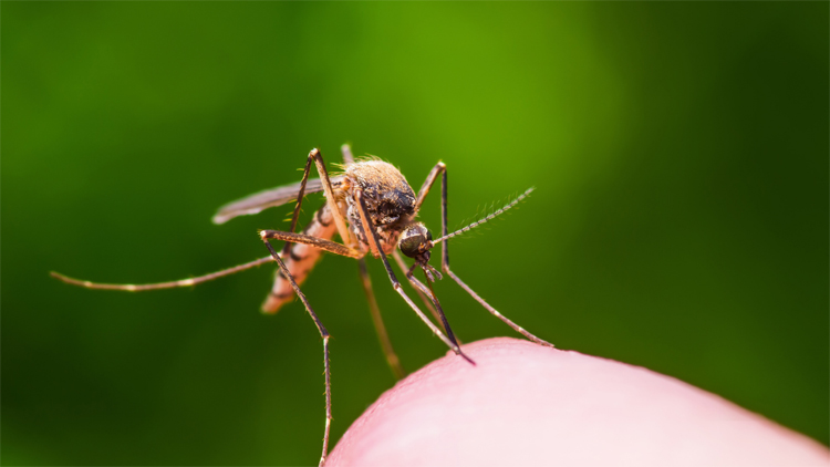 3 Ways Mosquitoes Survive Winter