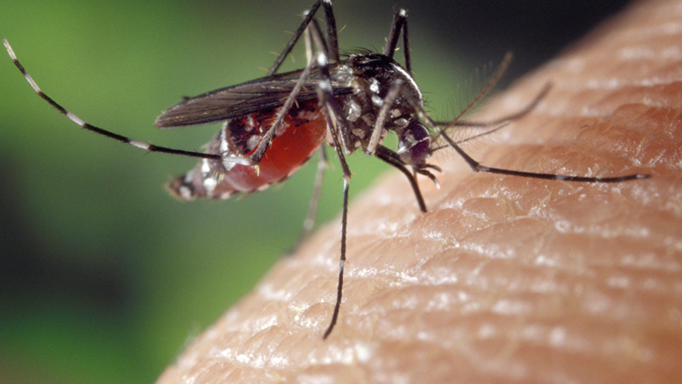 Do mosquitoes only eat blood?
