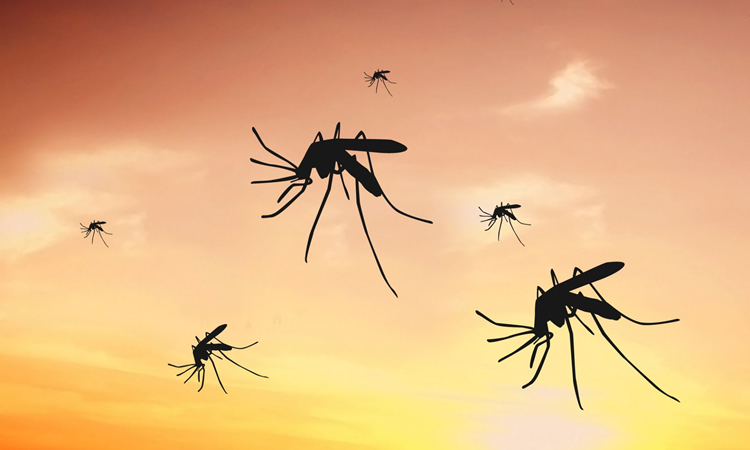 How do you keep mosquitoes outside your house?