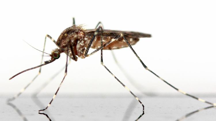 Do short range mosquito control devices work?