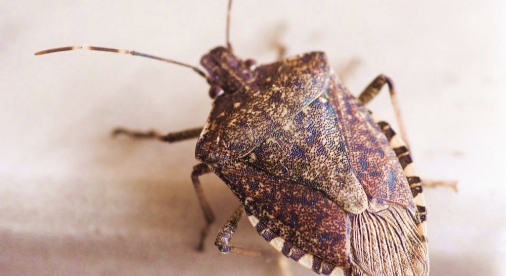 Why do stink bugs come in my house?