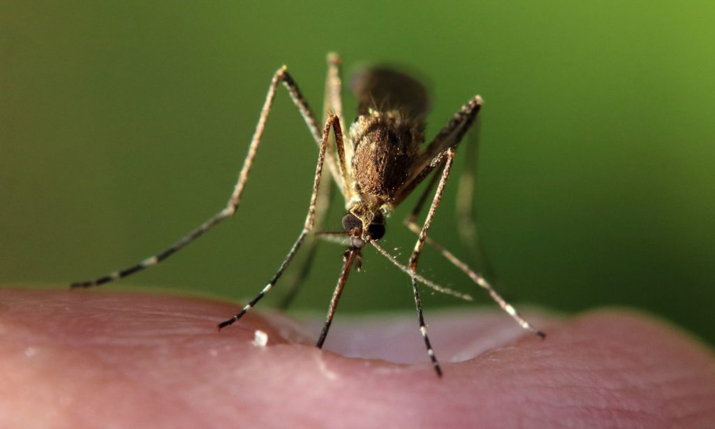 What time do mosquitoes bite?